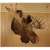 Image 1 : Beautiful Huge Moose Shoulder Mount