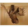 Image 3 : Beautiful Huge Moose Shoulder Mount