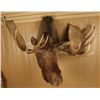 Image 4 : Beautiful Huge Moose Shoulder Mount