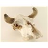 Image 2 : Bull Skull