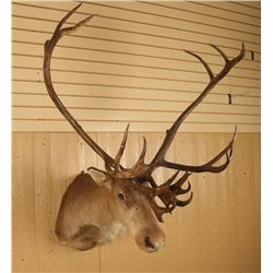 Caribou Mount
