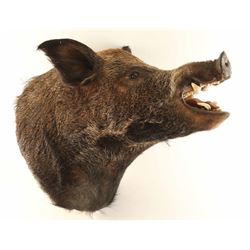 Large Boar Head Mount