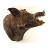 Image 1 : Large Boar Head Mount
