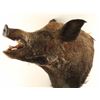 Image 2 : Large Boar Head Mount