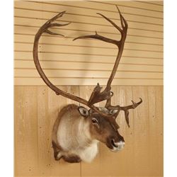 Caribou Mount