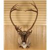 Image 2 : Caribou Mount