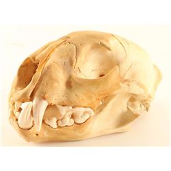 Mountain Lion Skull