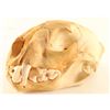 Image 1 : Mountain Lion Skull