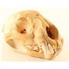 Image 2 : Mountain Lion Skull