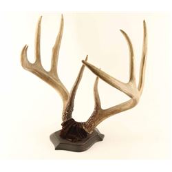 Deer Rack