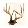 Image 1 : Deer Rack