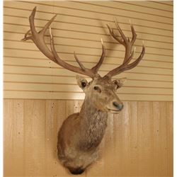 Red Stag  Shoulder Mount