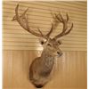 Image 1 : Red Stag  Shoulder Mount