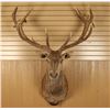 Image 2 : Red Stag  Shoulder Mount