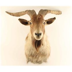Shoulder Mounted Mountain Goat