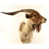 Image 2 : Shoulder Mounted Mountain Goat