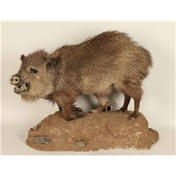 Full Mounted Javelina