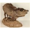 Image 2 : Full Mounted Javelina