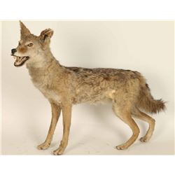 Full Mounted Arizona Coyote