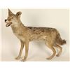 Image 1 : Full Mounted Arizona Coyote