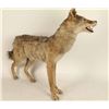 Image 2 : Full Mounted Arizona Coyote