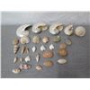 Image 2 : Assorted Natural Seashell Collection: Nautilus (Retail $15-$38 each), Cone, Tonna, etc