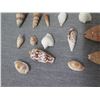 Image 8 : Assorted Natural Seashell Collection: Nautilus (Retail $15-$38 each), Cone, Tonna, etc