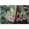 Image 8 : Jay Strongwater Christmas Tree Ornament Beaded Santa 9" Height