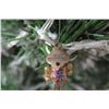 Image 2 : Jay Strongwater Christmas Tree Ornament Beaded Violin 6" Long