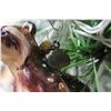 Image 2 : Jay Strongwater Christmas Tree Ornament Beaded Raccoon 3.5" Diameter