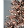 Image 16 : Full-Size Artificial Flocked & Lighted Christmas Tree