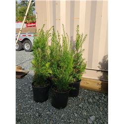 Hicks Yew Plants