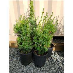 Hicks Yew Plants