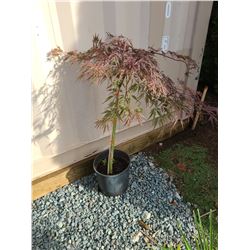 Japanese Cut Leaf Maple