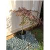 Image 1 : Japanese Cut Leaf Maple
