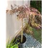 Image 3 : Japanese Cut Leaf Maple