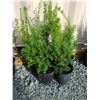 Image 1 : Hicks Yew Plants