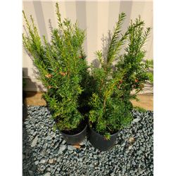 Hicks Yew Plants
