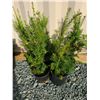Image 1 : Hicks Yew Plants