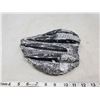 Image 1 : ORTHOCERAS SCULPTURED PLATE FOSSIL 450 MILLION YEARS OLD
