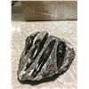 Image 3 : ORTHOCERAS SCULPTURED PLATE FOSSIL 450 MILLION YEARS OLD