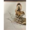Image 3 : 2 SQUIRREL PITCURES JCARSON 1978