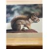 Image 7 : 2 SQUIRREL PITCURES JCARSON 1978
