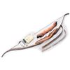 Image 1 : Two Archery bows