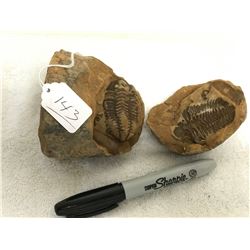 Trilobite Fossil