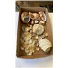 Image 2 : TRAY OF SHELLS