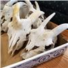 Image 2 : 4 animals skulls