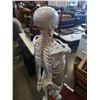 Image 5 : ANATOMICAL SKELETON 24 INCHES TALL