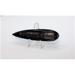 15)  400 MILLION YEAR OLD ORTHOCERUS