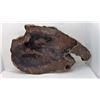 Image 1 : 17)  PETRIFIED WOOD SPECIMEN, 8" X 5" X 1"